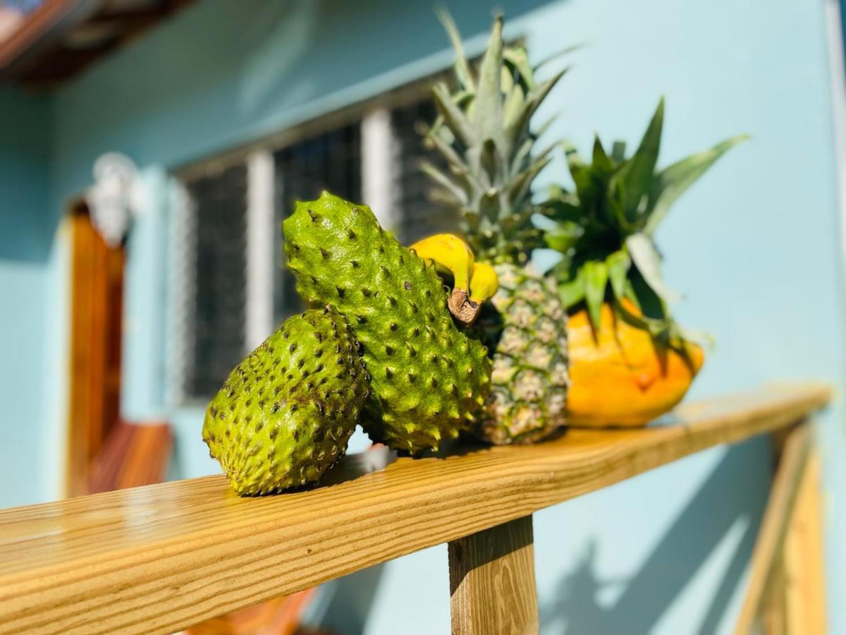 Mariposa Jungle Lodge 圣伊格纳西奥 外观 照片