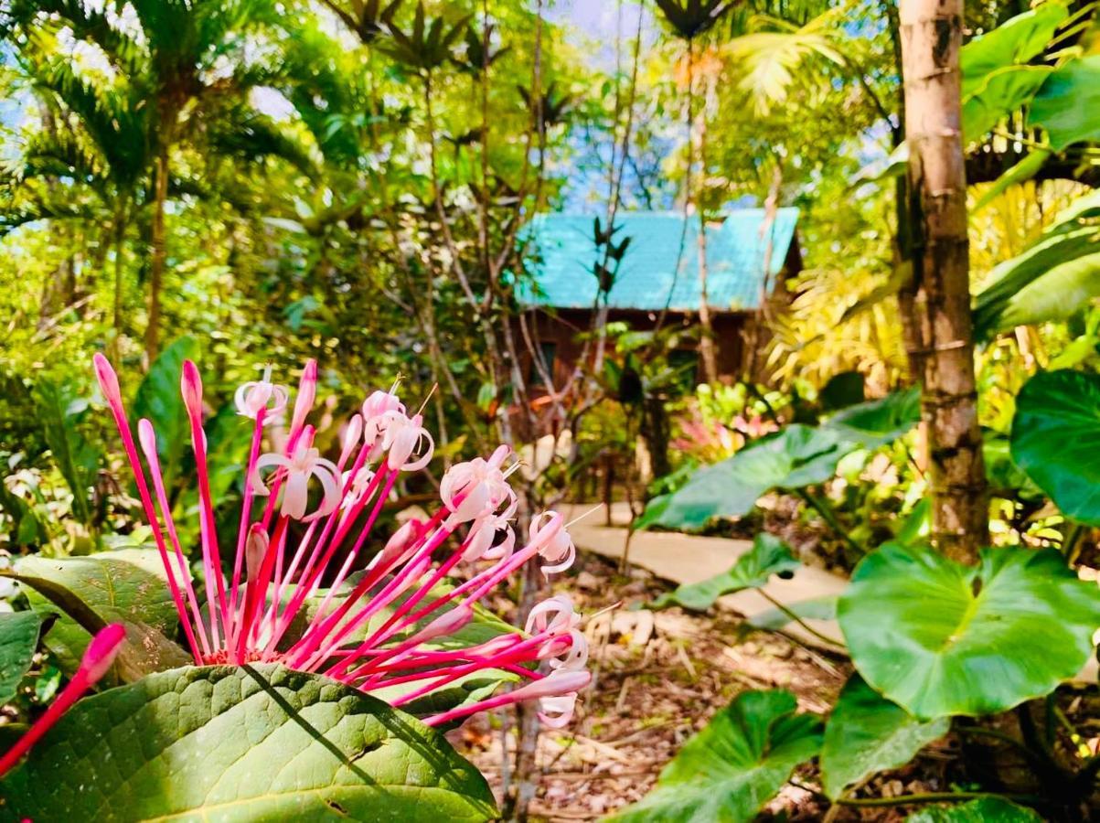 Mariposa Jungle Lodge 圣伊格纳西奥 外观 照片